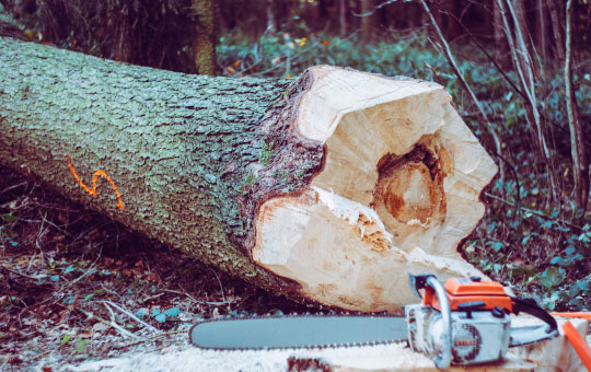 Как выбрать бензопилу? Как выбрать бензопилу?